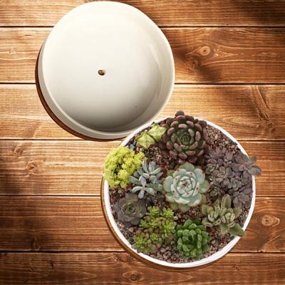 succulent planter bowl pot with drainage picture 3