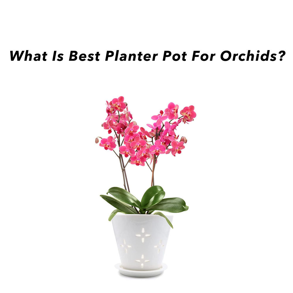 What Is Best Planter Pot For Orchids?