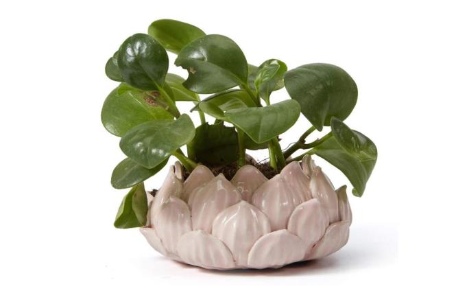 ceramic planter