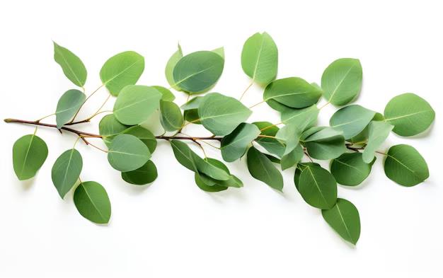 Eucalyptus – Refreshing and Clearing 