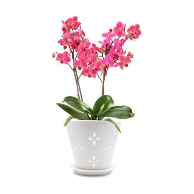 best ceramic clay orchid planter pot with hole thumbnail