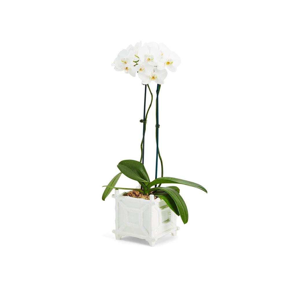 Designer Unique Ceramic Cache Flower Pots Planter