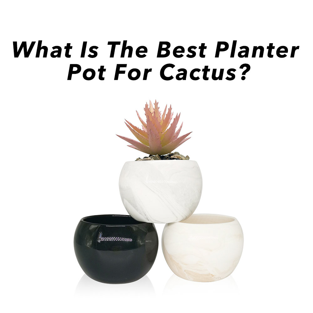 What Is The Best Planter Pot For Cactus?