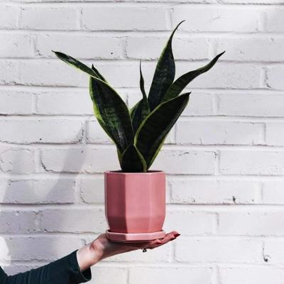 pink design ceramic Succulent planter plant flower pot picture 2