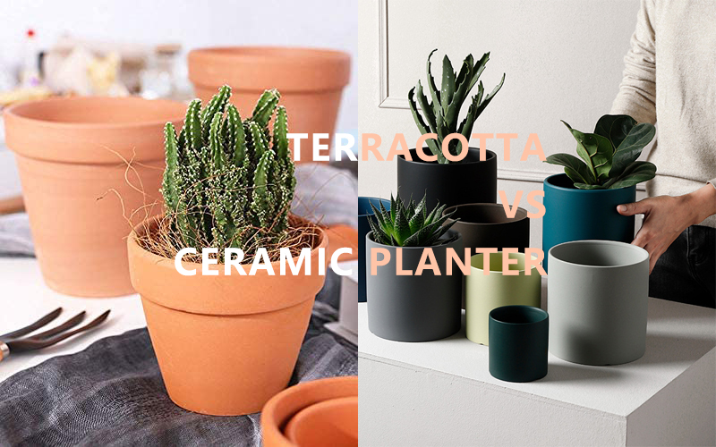 Terracotta Vs Ceramic Planter