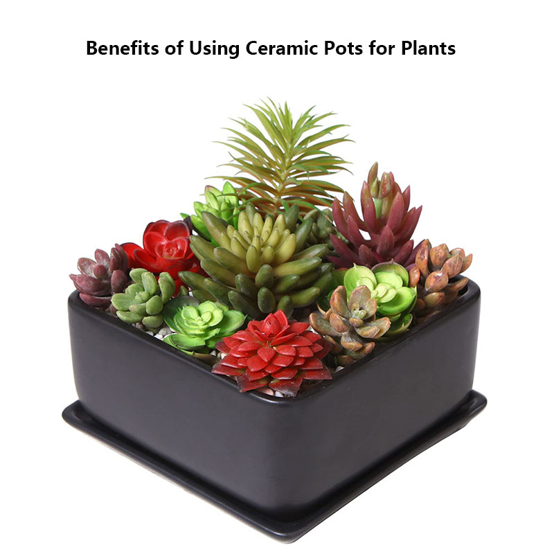 Benefits of Using Ceramic Pots for Plants