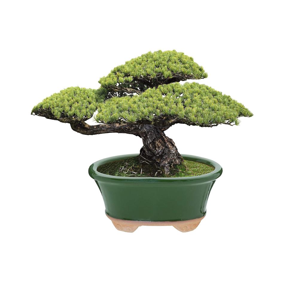 Indoor Garden Outdoor Glazed Ceramic Bonsai Succulents Pot Decorative Planter for Dwarf Trees Small Plants Green Oval Container